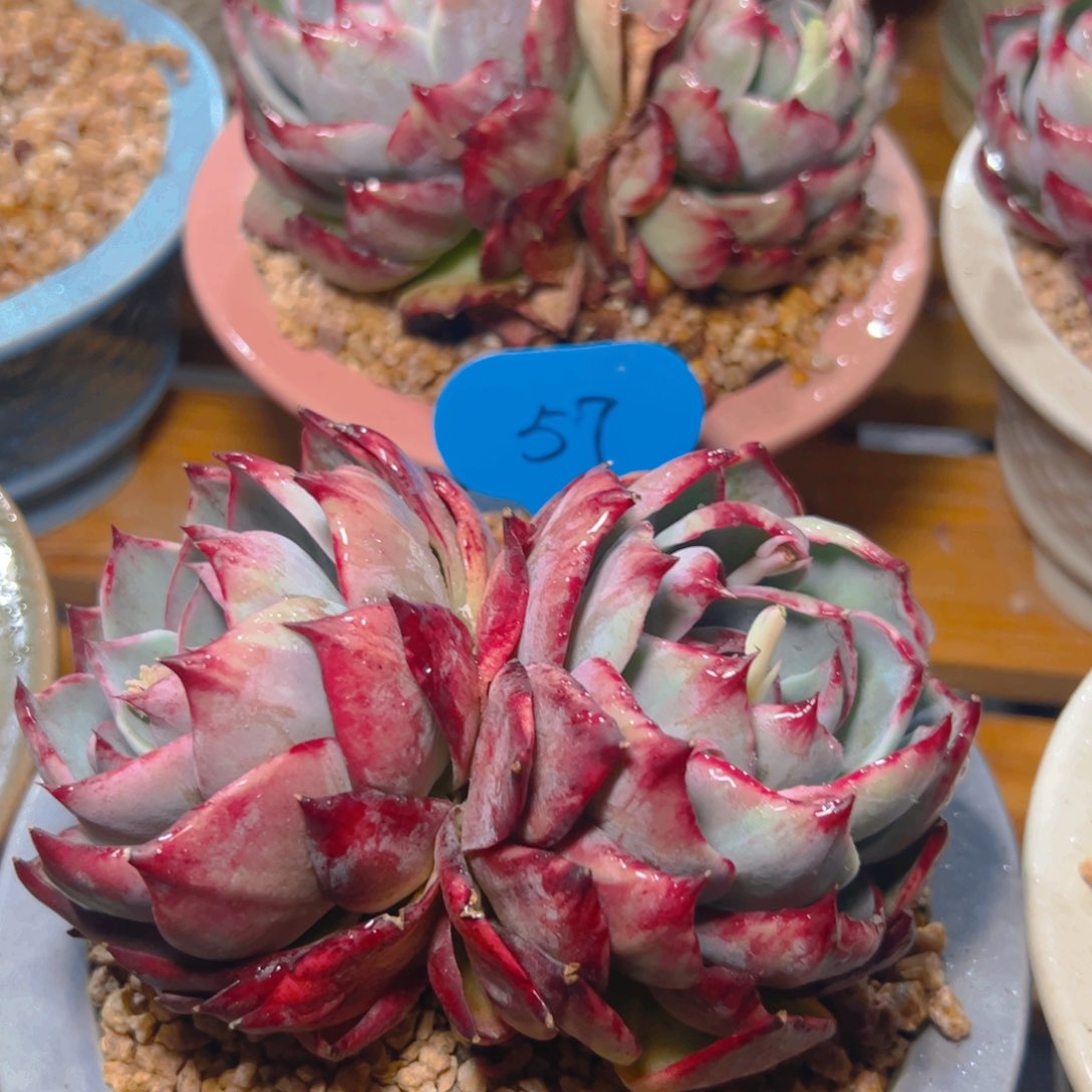 惊鸿仙子一物一拍57号