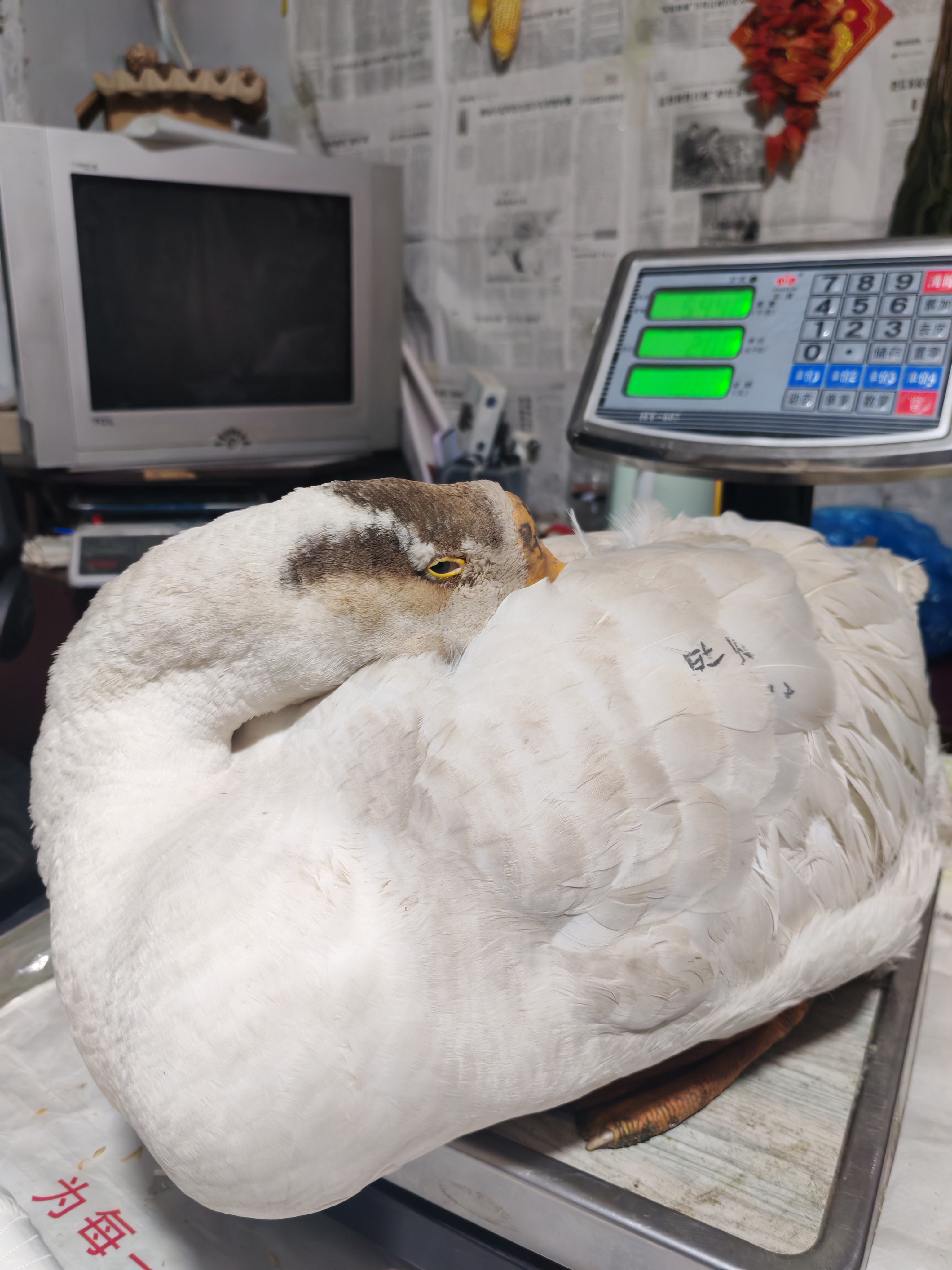 云南省海南能拍农村散养溜达鹅