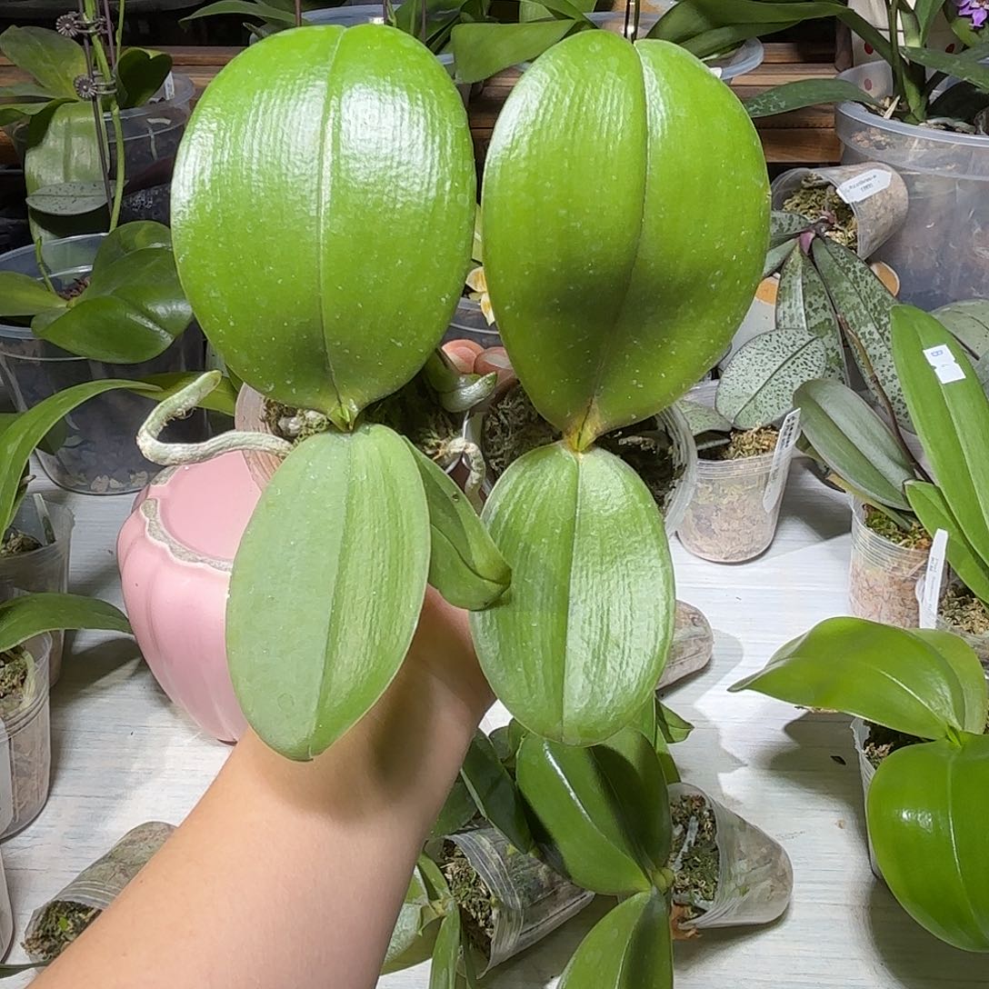 刘***哥当前无花栽培后可以开花2颗荷花兔