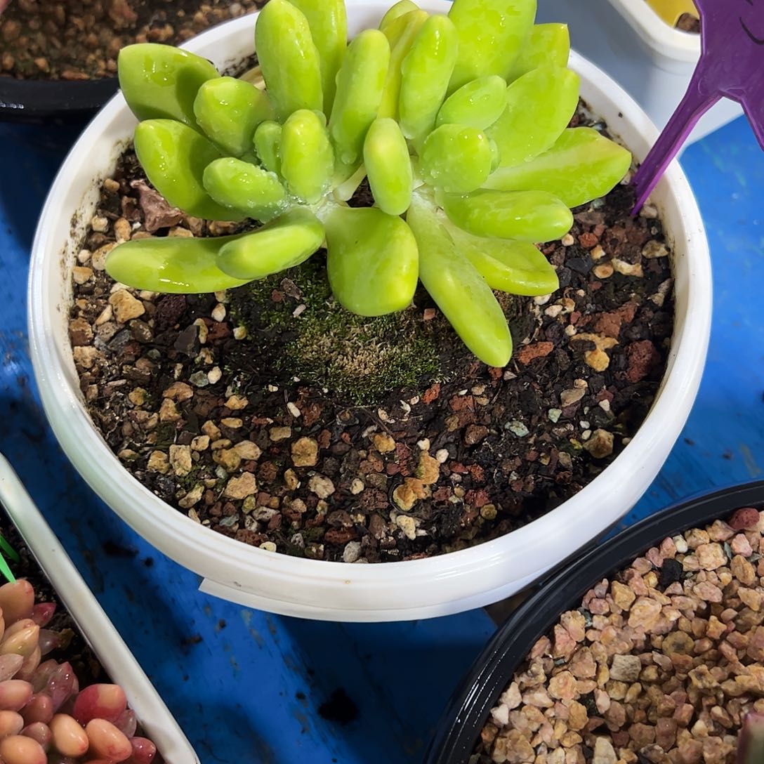 芒果奶2头多肉植物