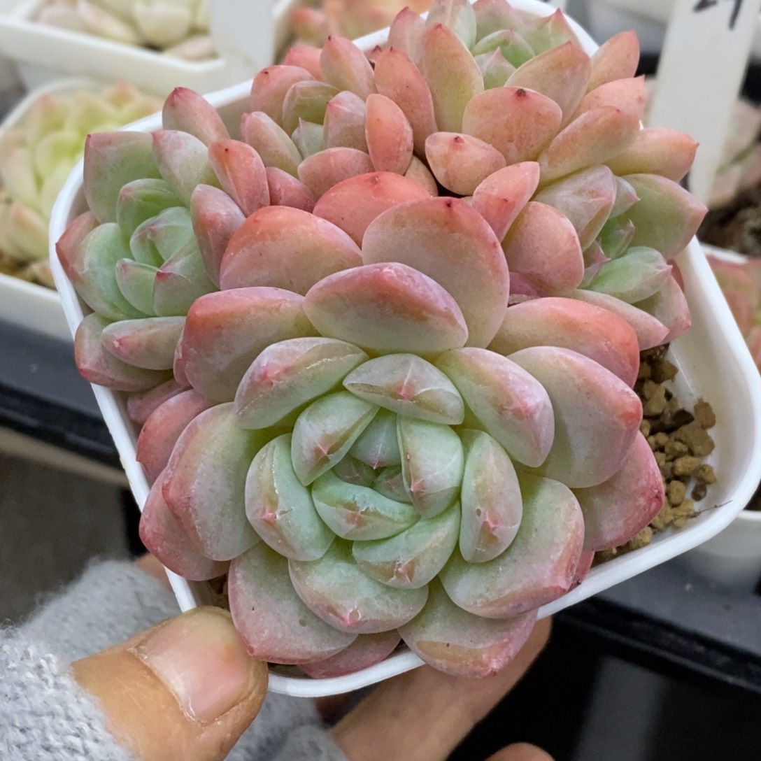 精品多肉一物一拍不包整481
