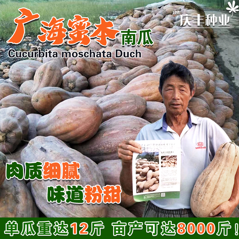高产蜜本南瓜种子种籽苗 食用香甜早熟高产蔬菜苗种孑菜种长密本