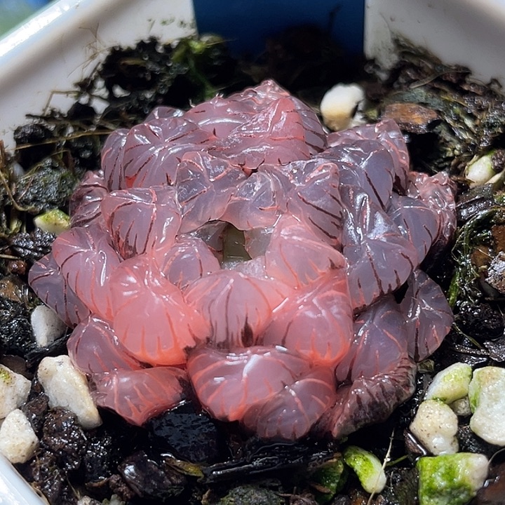 绿***粼677冰灯锦特选福利