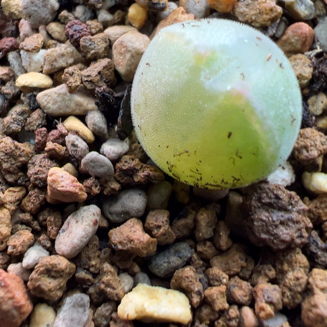 69猫耳空蝉一棵特