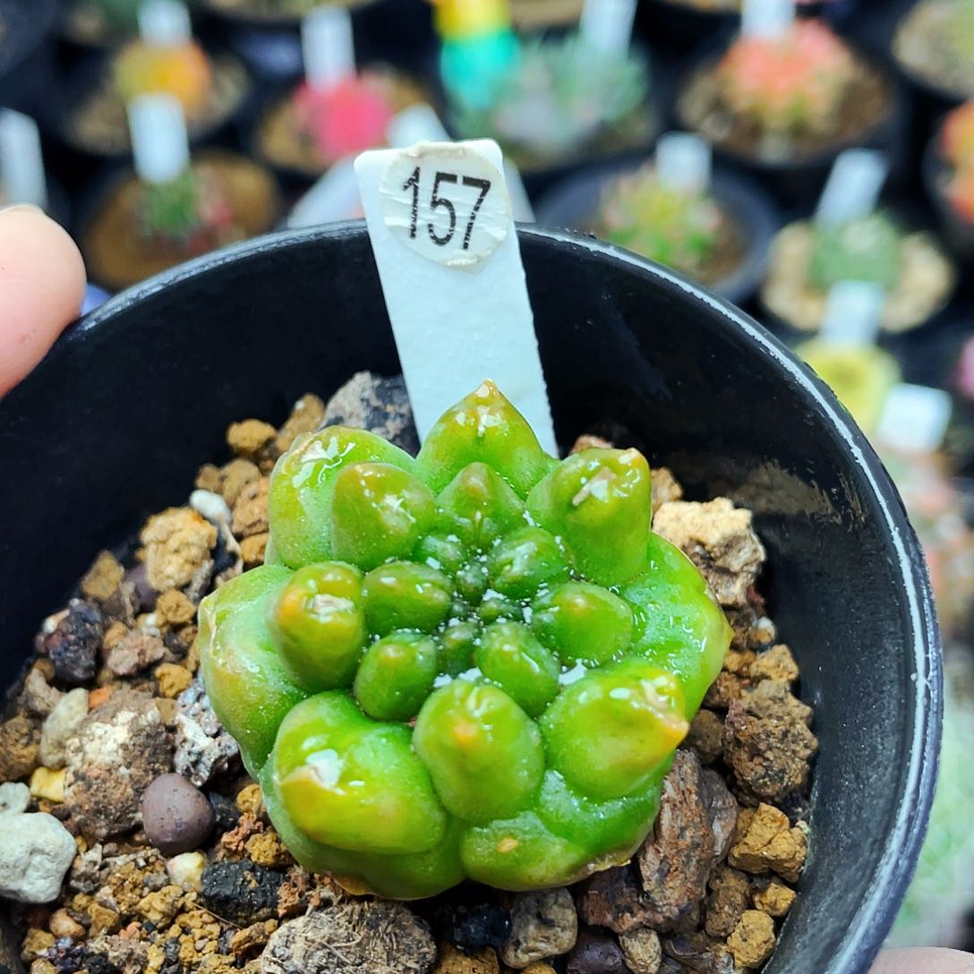 非偏远地区满25包邮仙人球