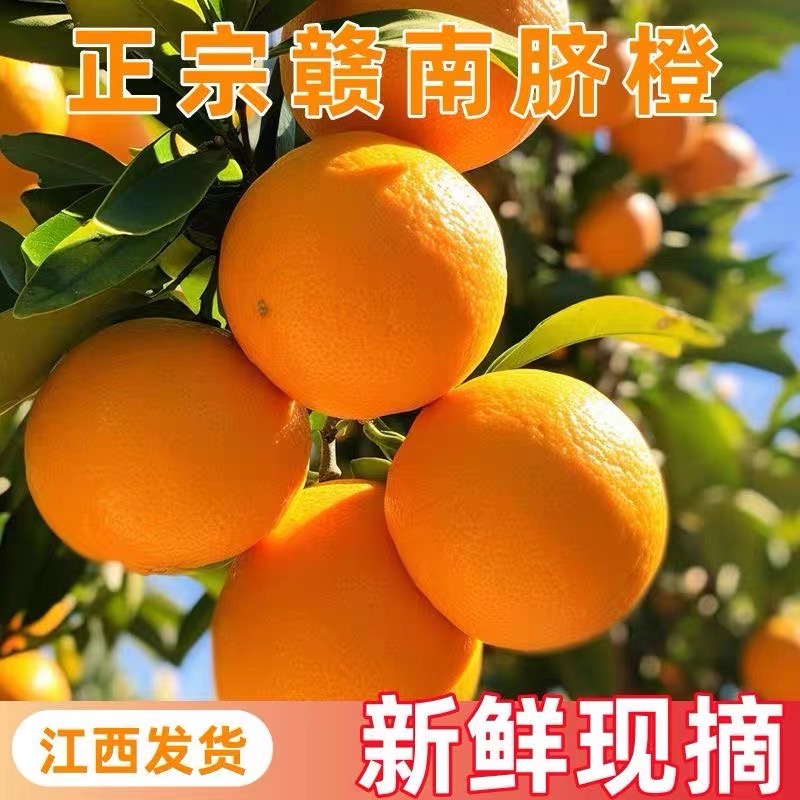 正宗江西赣南脐橙高山老树果新鲜采摘应季新果香甜多汁赣州直发