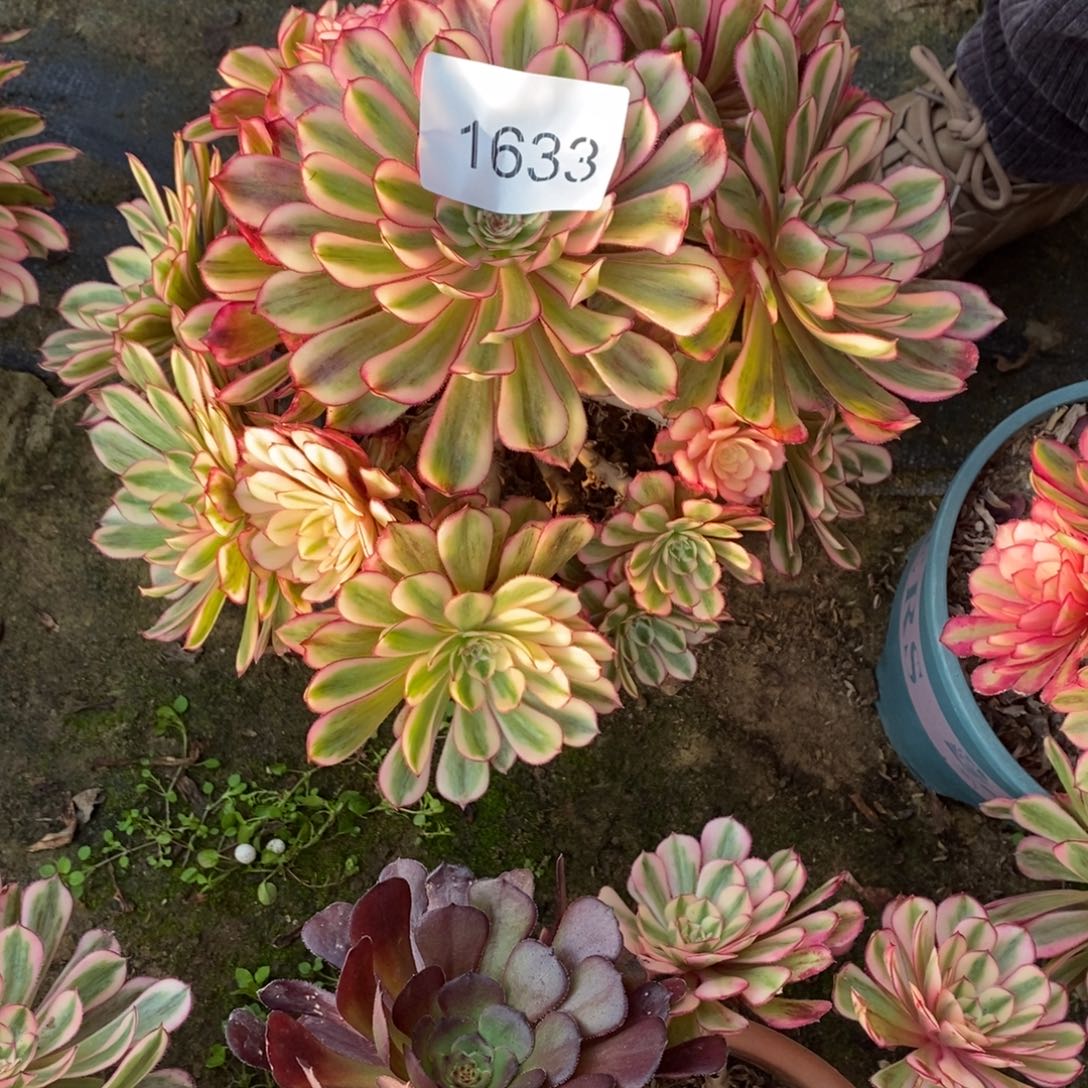 年***华白月光1颗多肉1633号