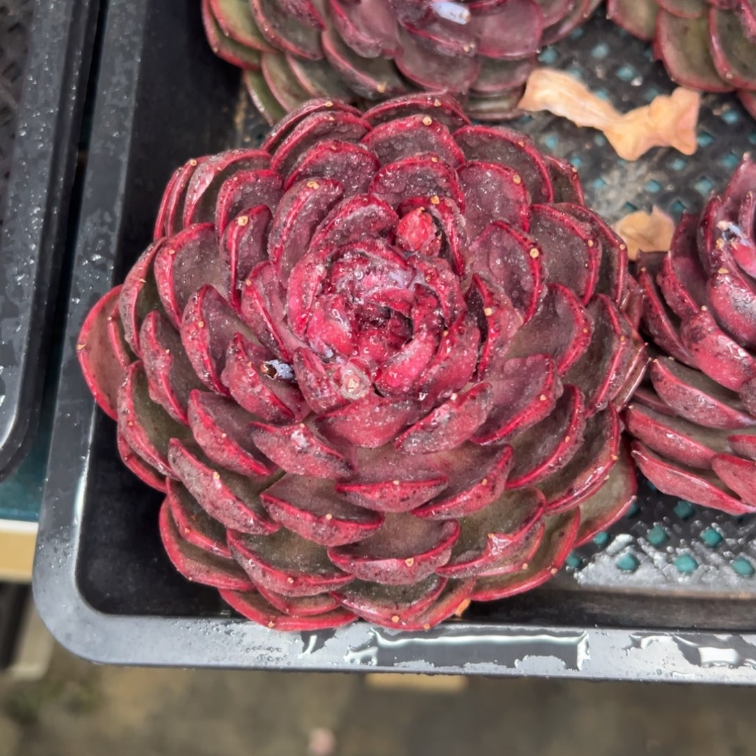 从前慢花园多肉精选编号1.3大蓝莓