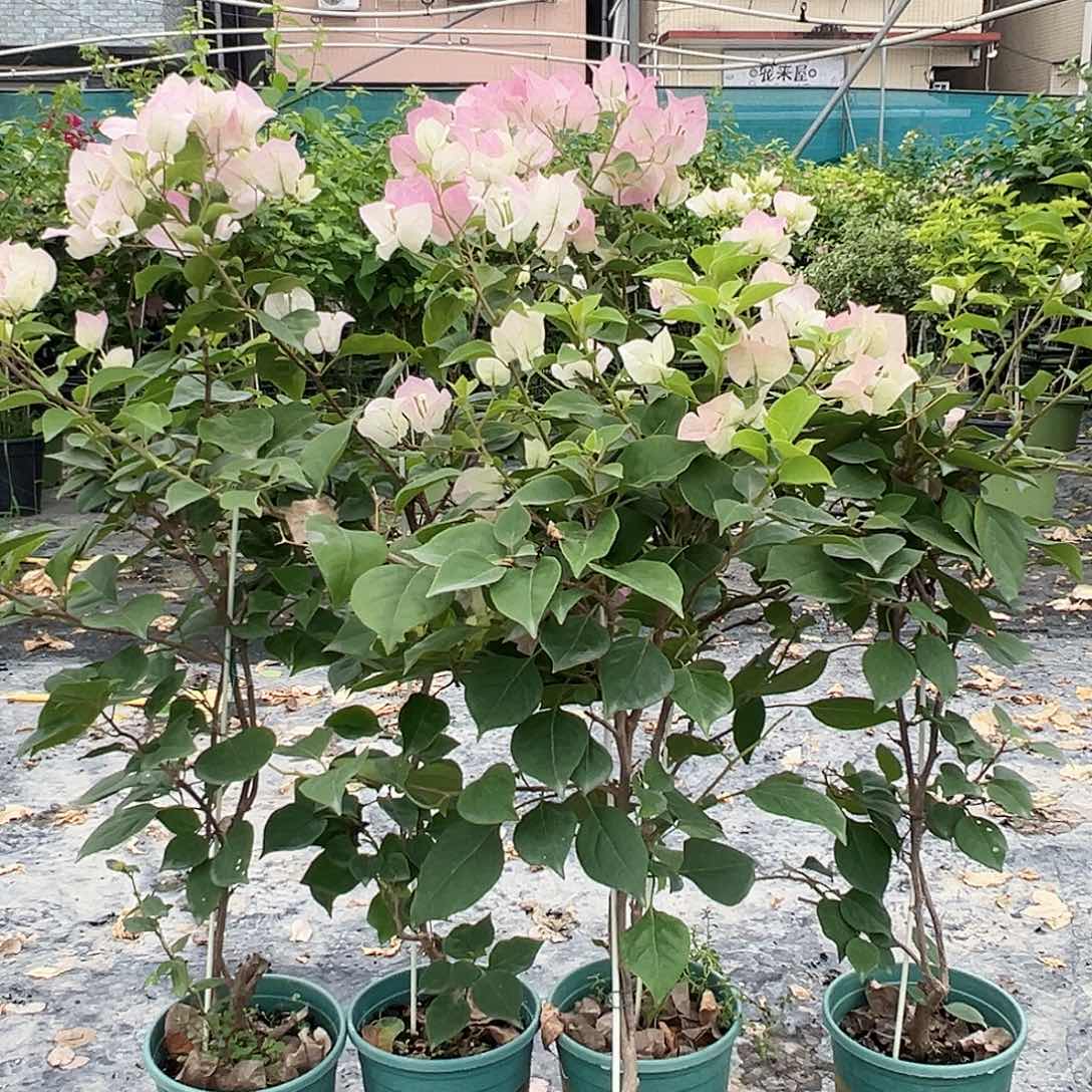 当前无花栽培后可以开花绿樱一棵