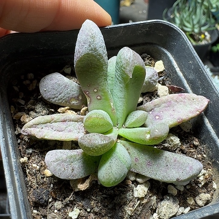 911不知名番杏有疤特价脱土发货