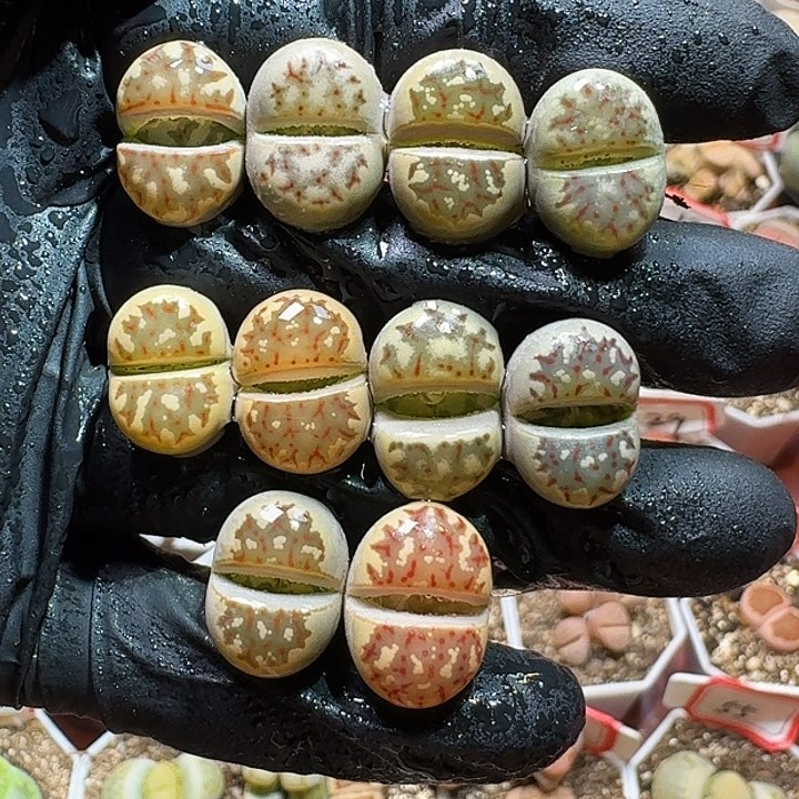 生石花233；大的。  289