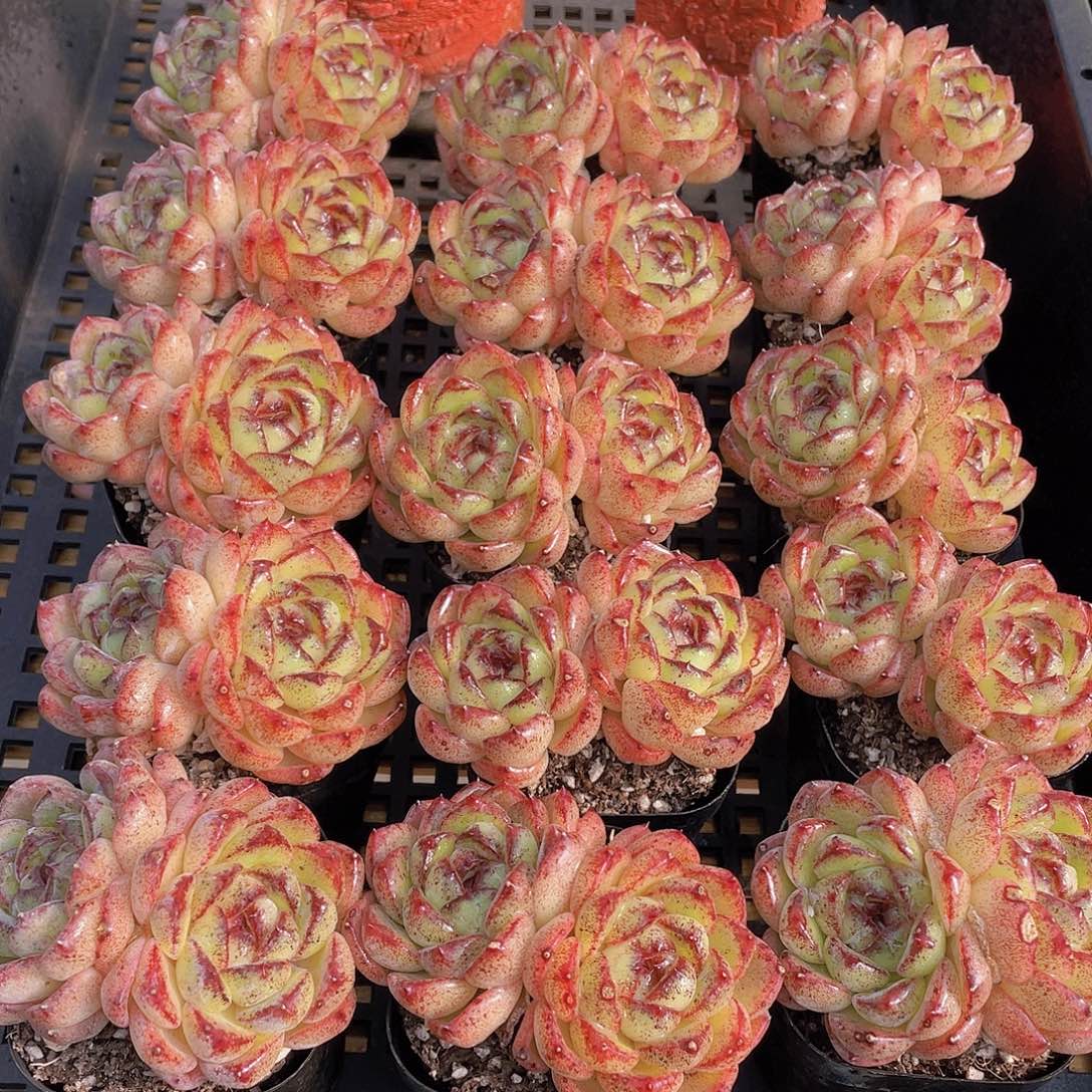 量拍2号 黄水晶双头一个