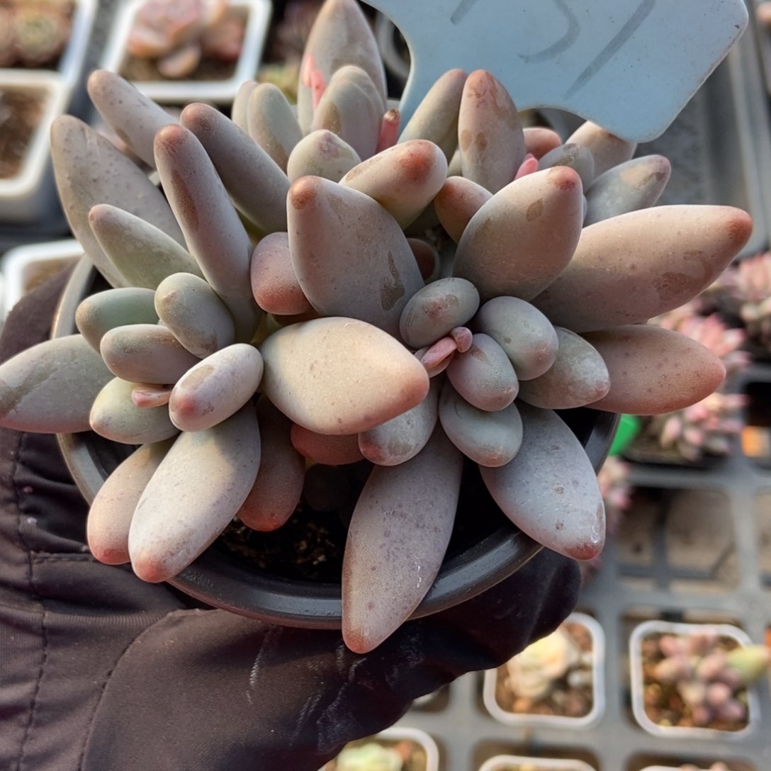 2131白兰地多肉植物保护