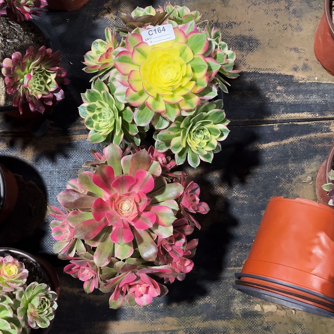 完全开放多肉植物164海鲜，香妃