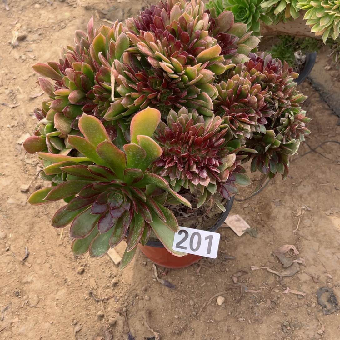 201蛇女娜迦女王缀化多肉植物