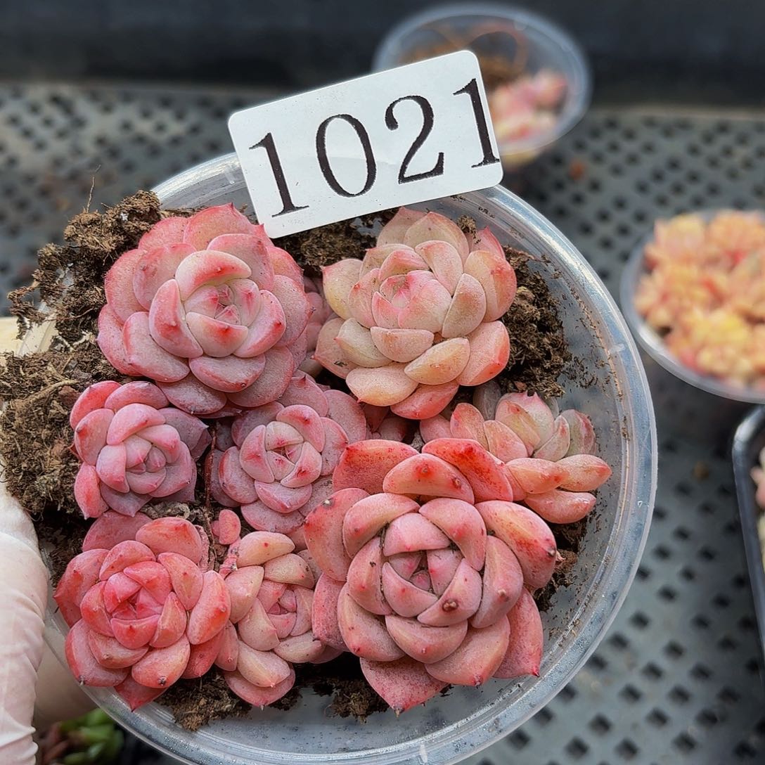 多肉植物多肉植物1021