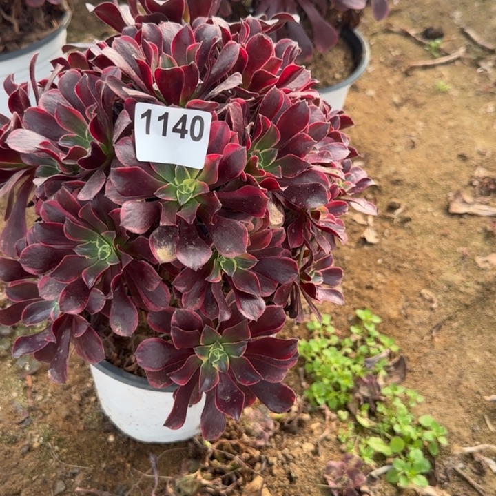1140 清棚处理不包断枝