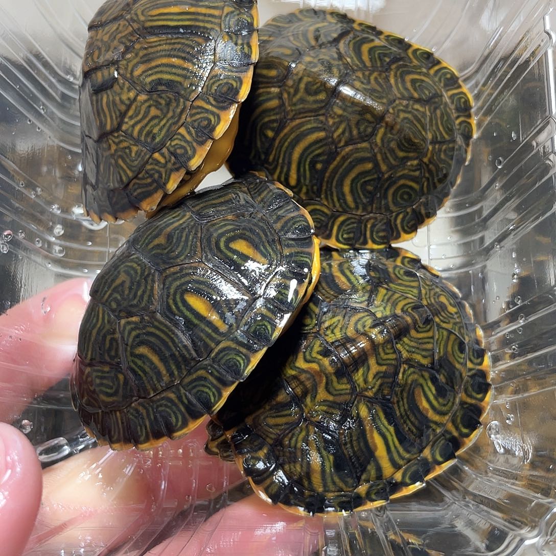 宠物龟不分公母4耳全品