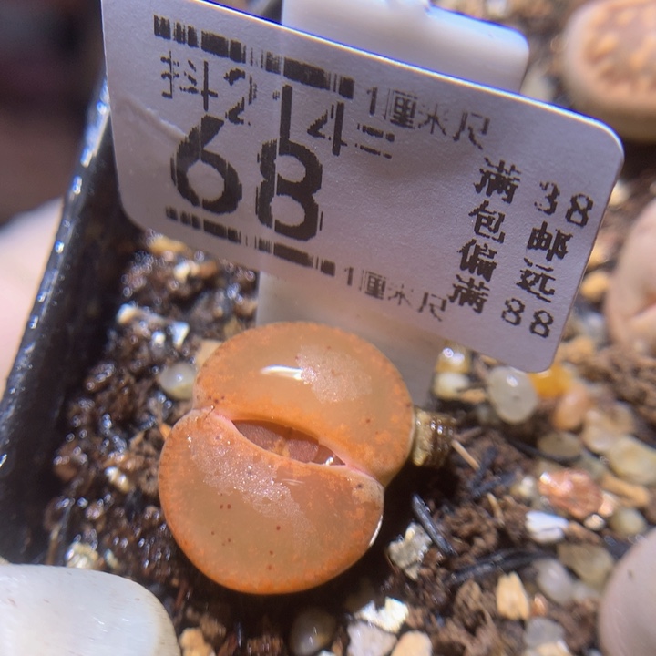 精品生石花214.68