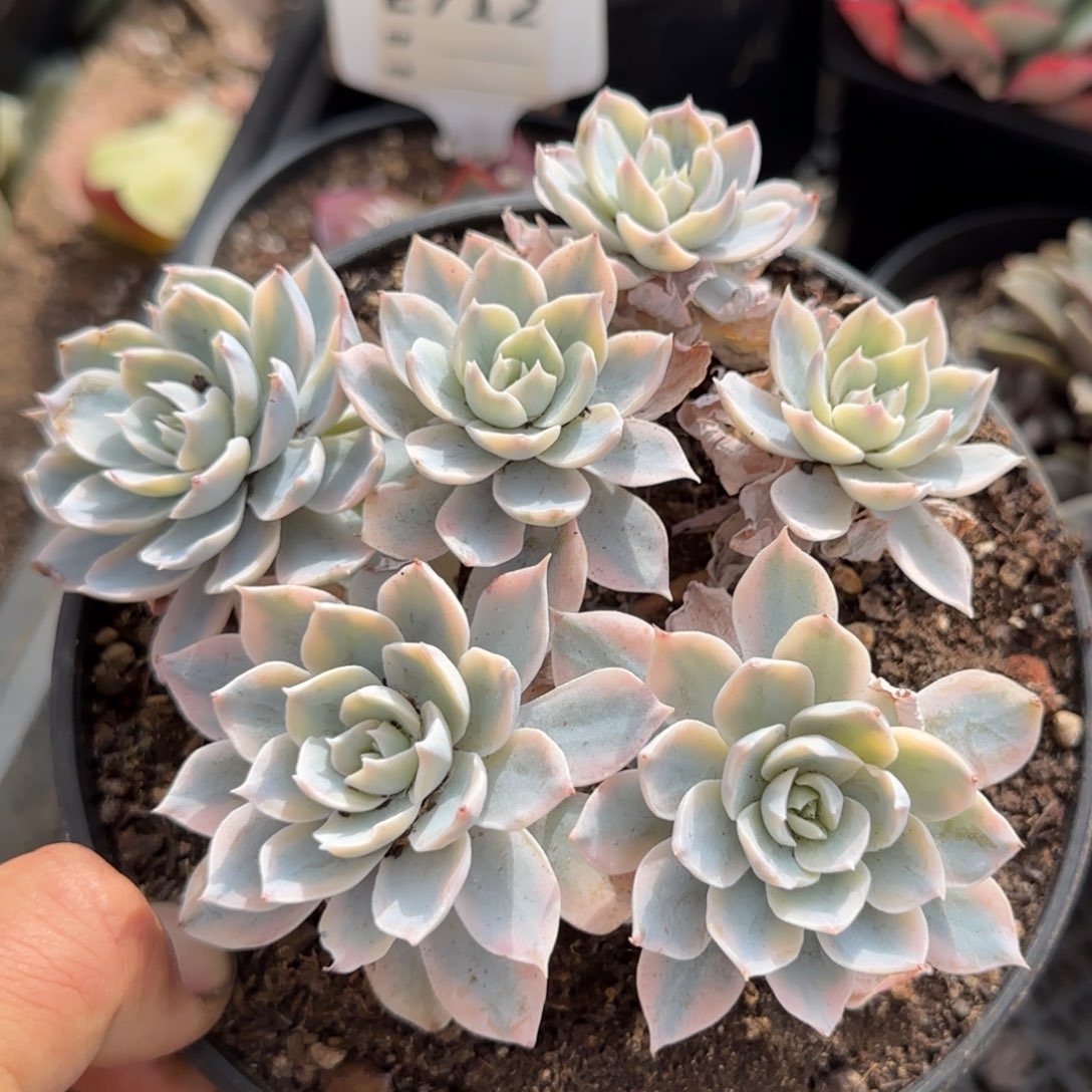 皮试锦一物一拍包装收缩花旱