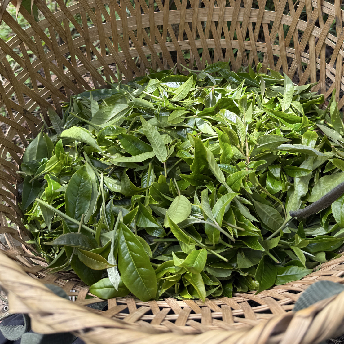 2025秋茶（乔木）自家茶