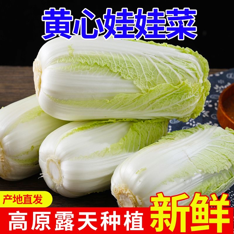 【霜打娃娃菜】新鲜现摘黄心娃娃菜软糯香甜时令火锅涮菜包邮