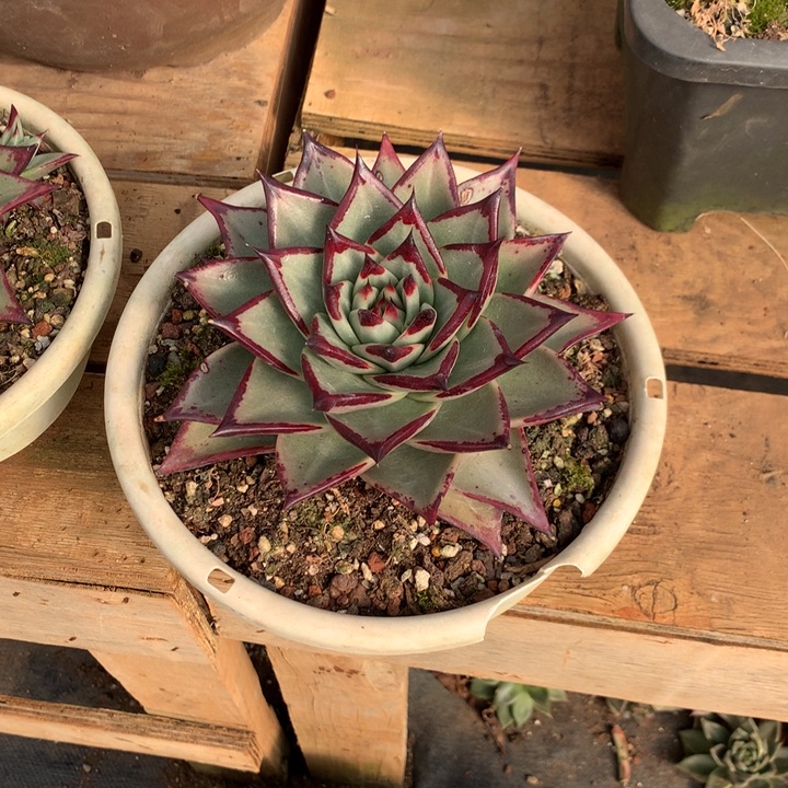 用***2美肉特价活动开始啦