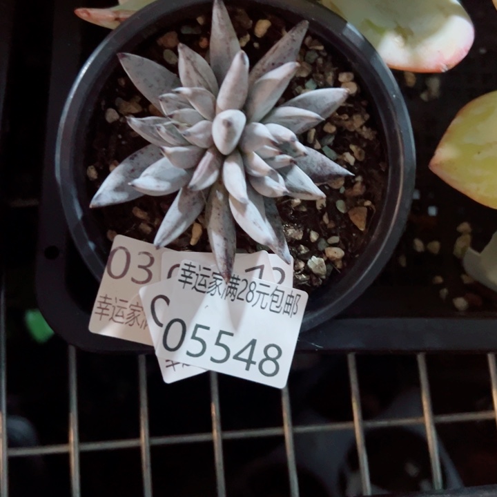 幸运的是我还没遇到你呢我的