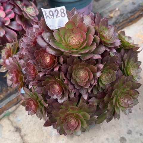 928红魔多肉20厘米左右