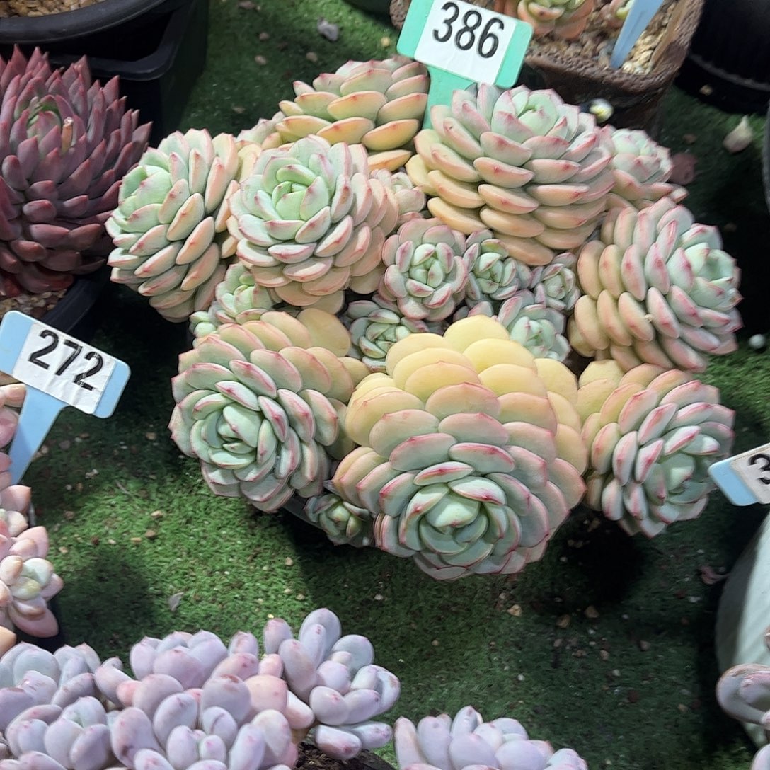 左***纯香草多肉植物保护386