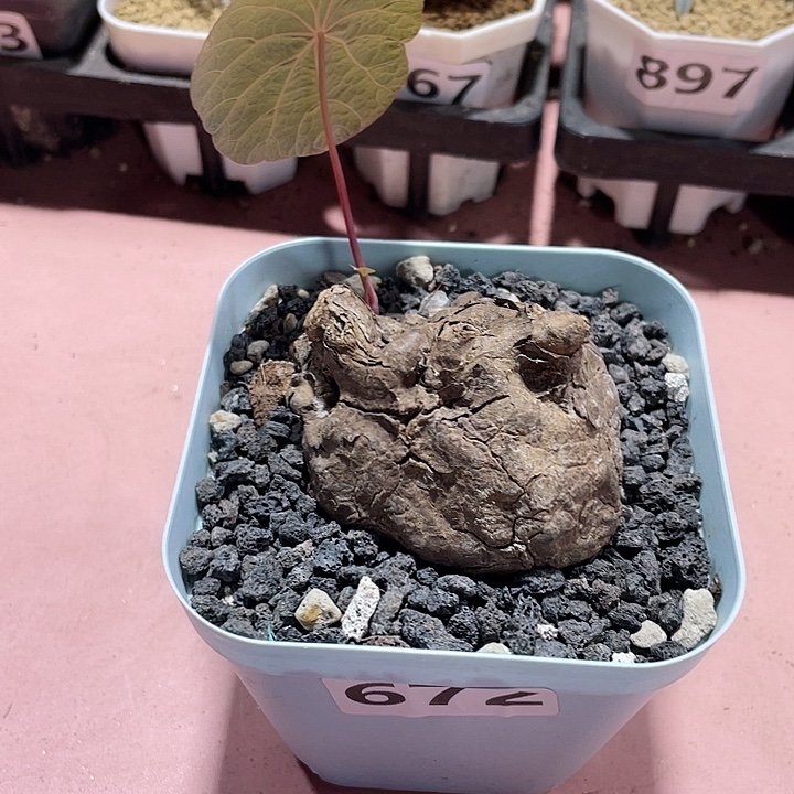 672泰国一叶龟块根