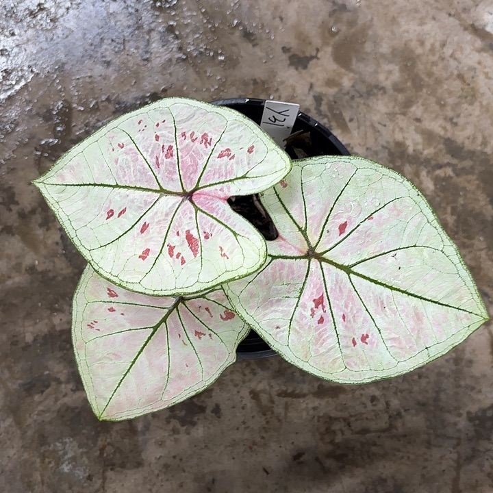 31-0205珠光草莓彩叶芋广东现货