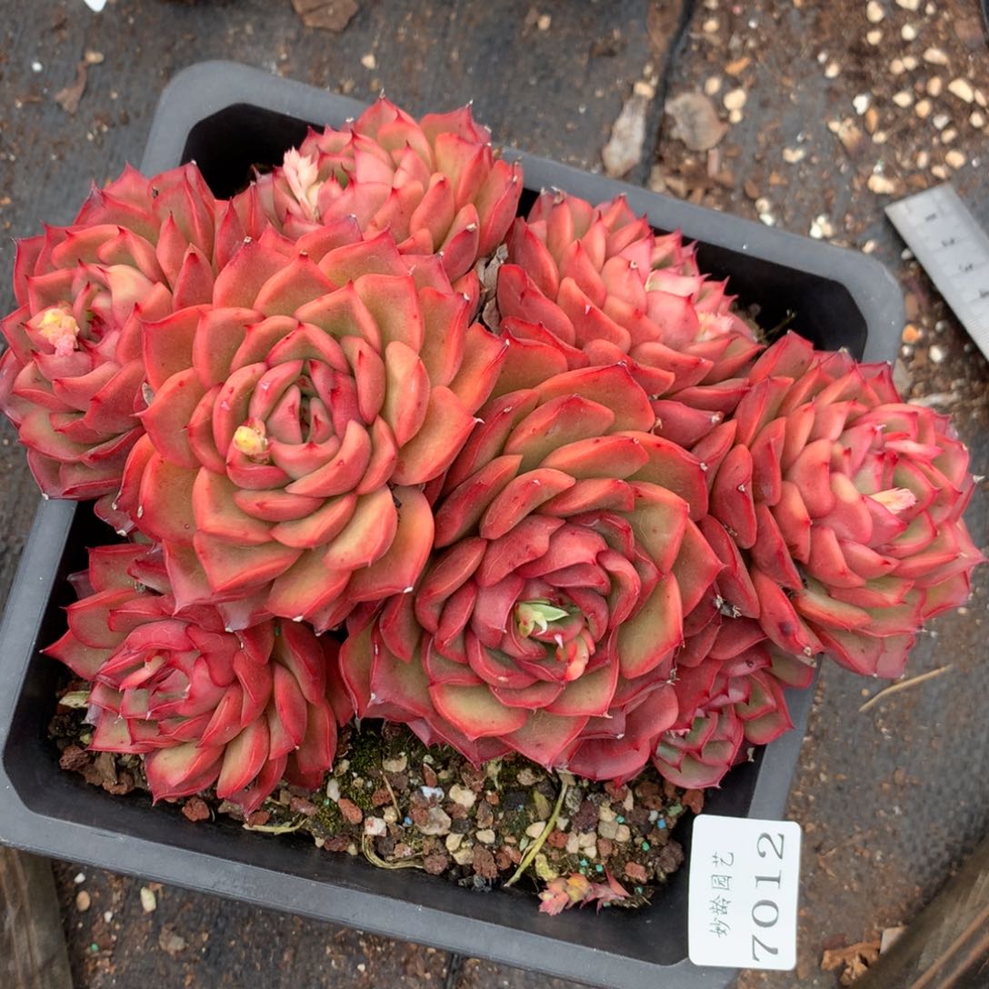 7012杂交多肉植物