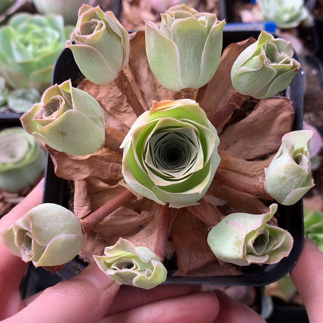 一物一拍星辰清秋028