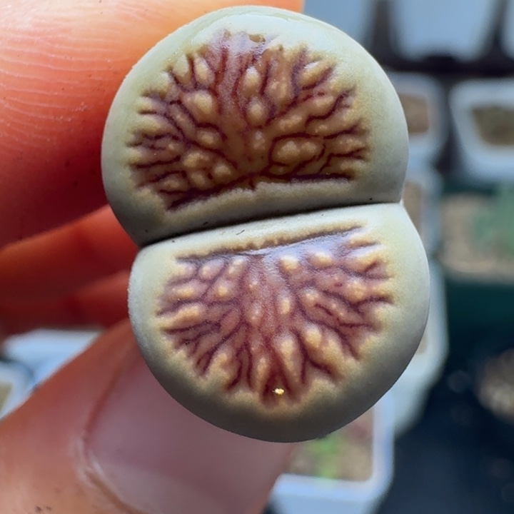 431一颗菊8880000000088