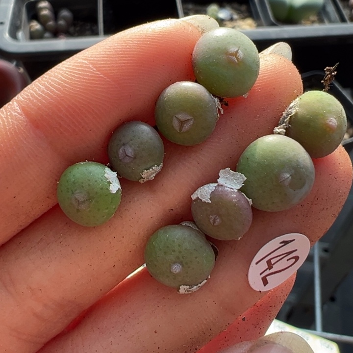 和***红142号这颗多肉有点好看