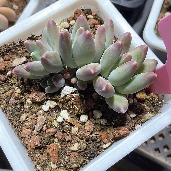 多肉植物慕思美人929