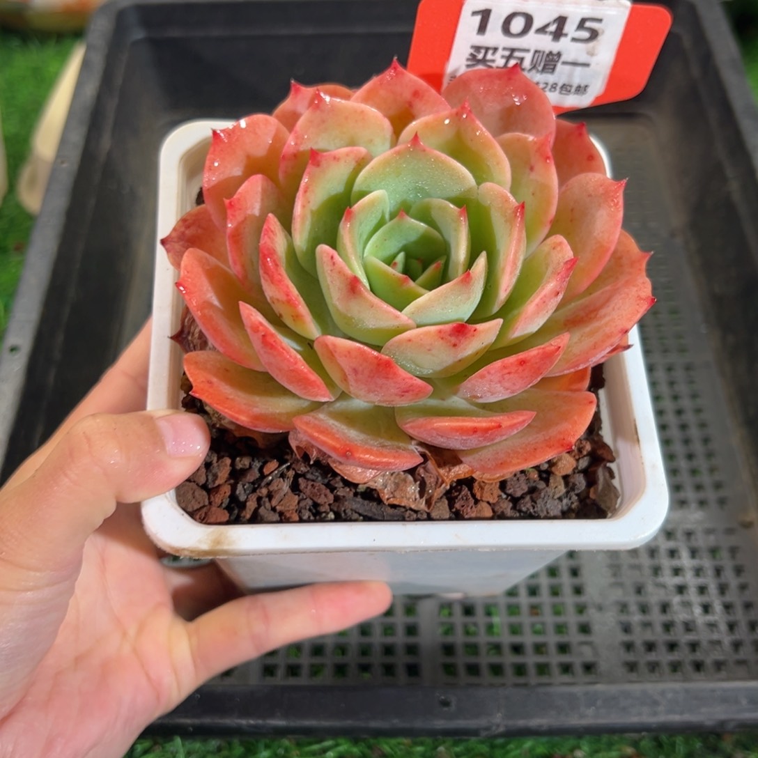 表妹精品多肉1045: