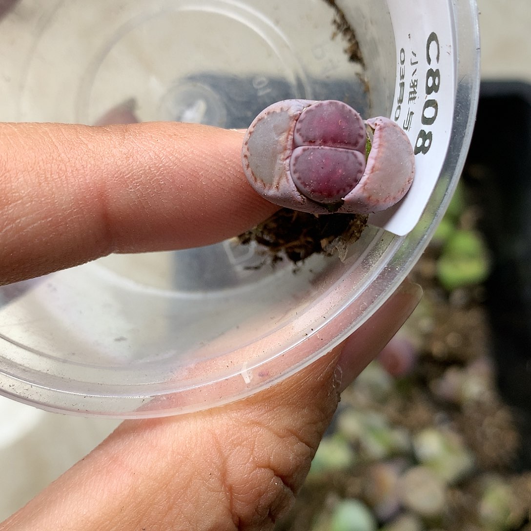 C808多肉植物保护