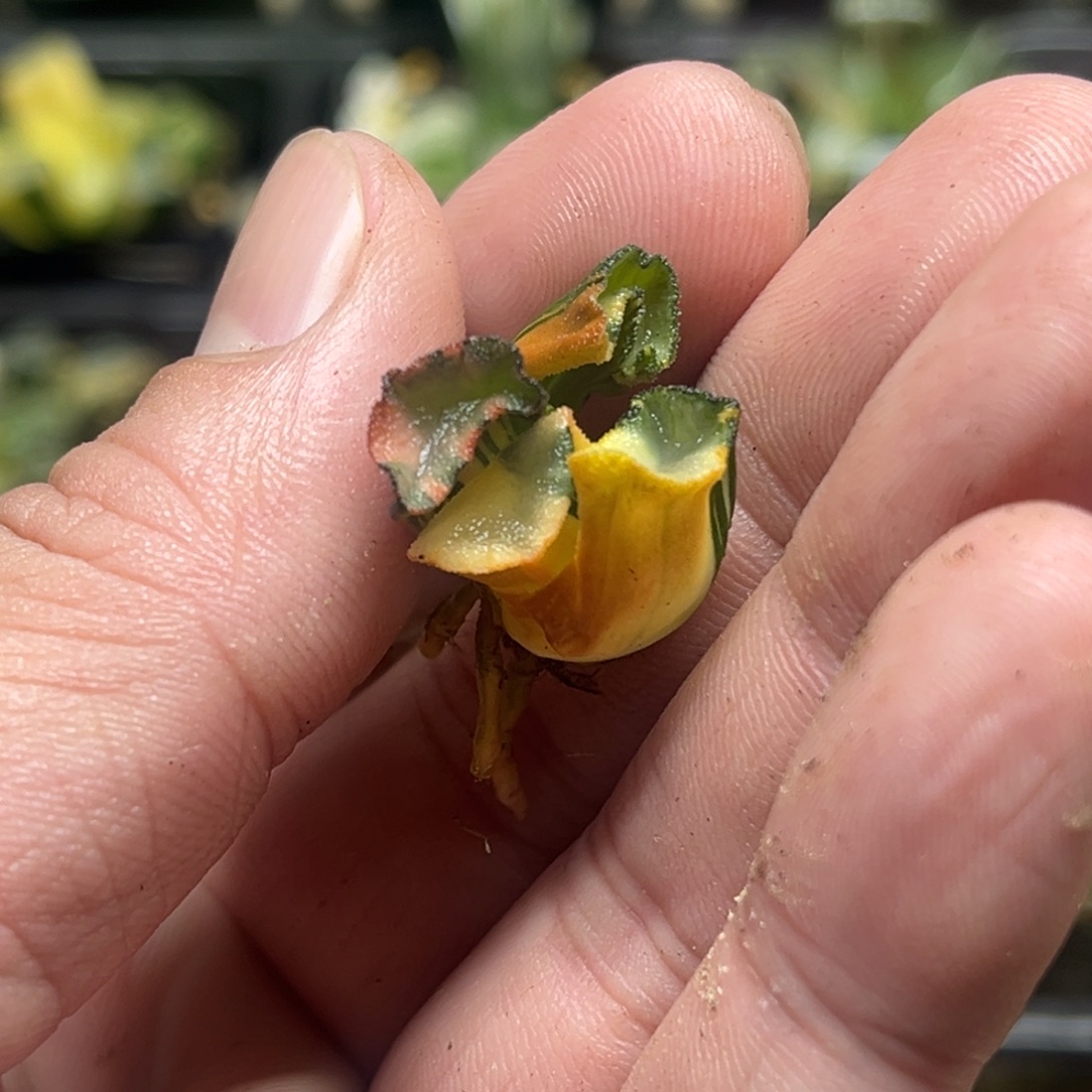 284欧大宝万象锦（裸根发）