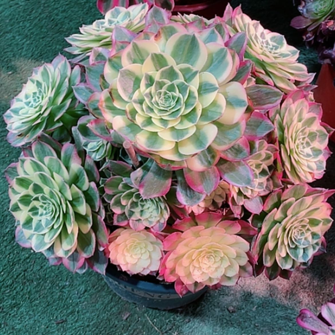 【闪购商品】法师好看也好养