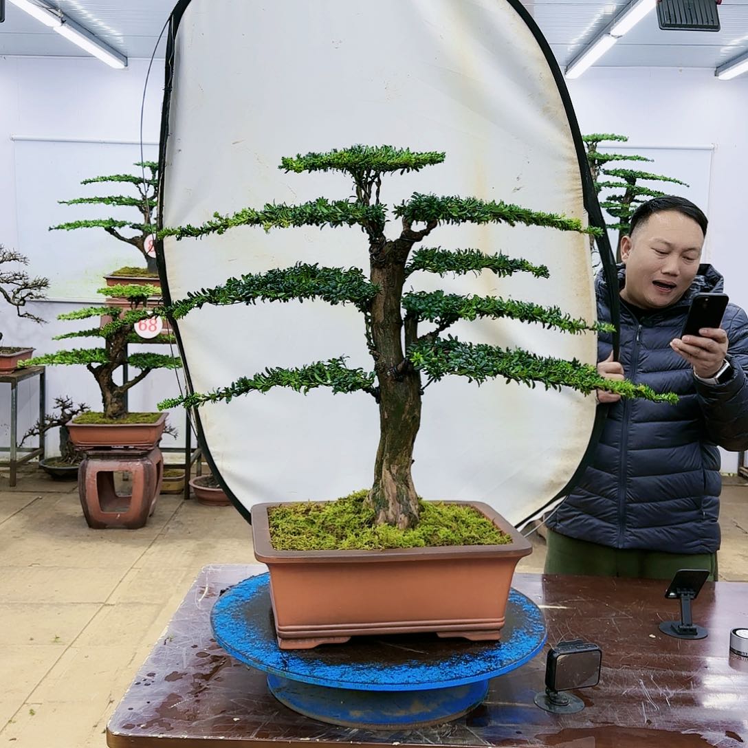 盆景欢迎大家一起来捡漏