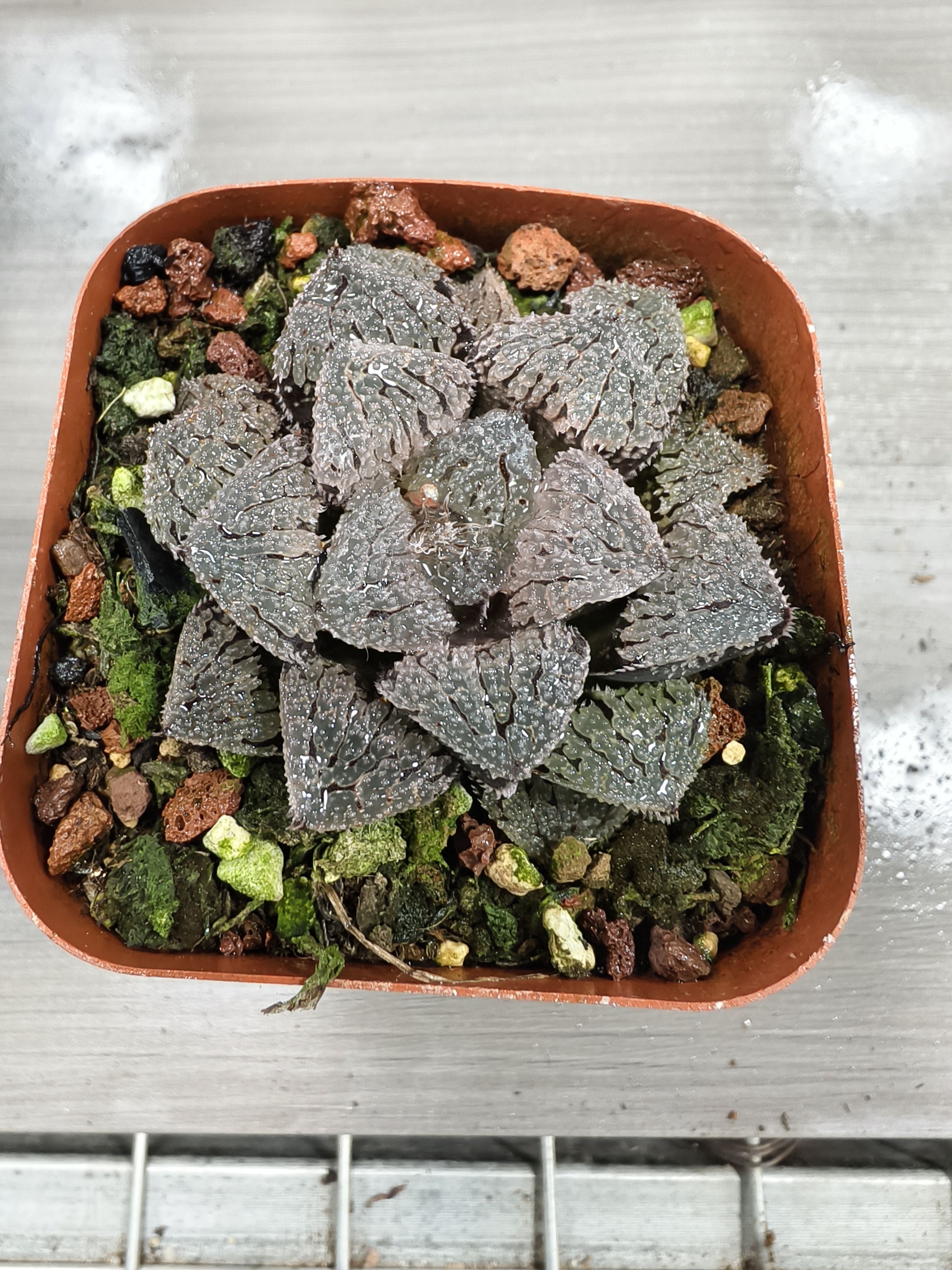 具味城十二卷多肉植物适合新公室阳台高端易养护