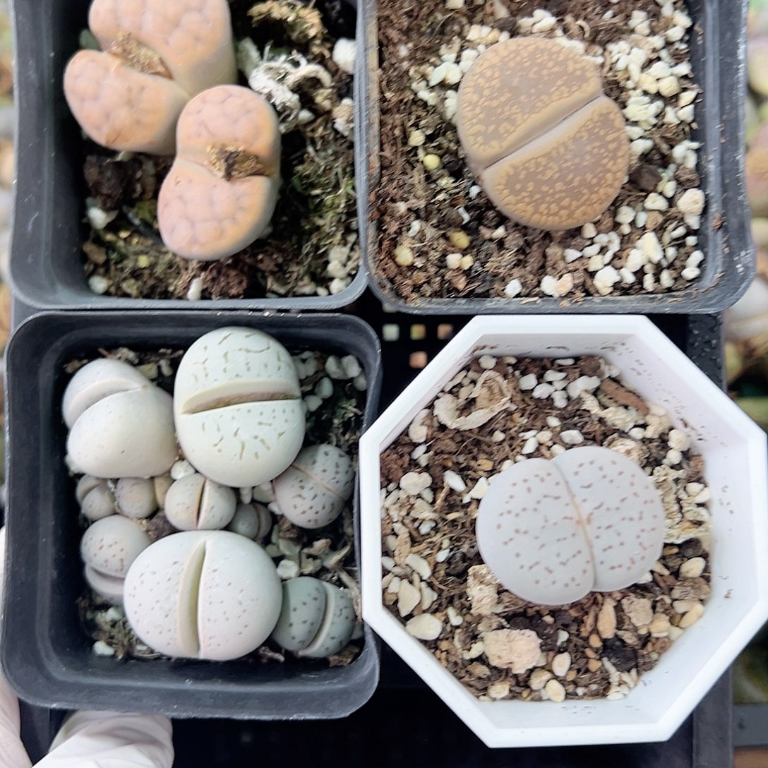 3000 好养易活生石花大母本4盆