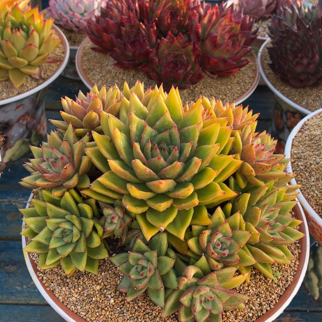 从前慢多肉精选编号0114.凯恩