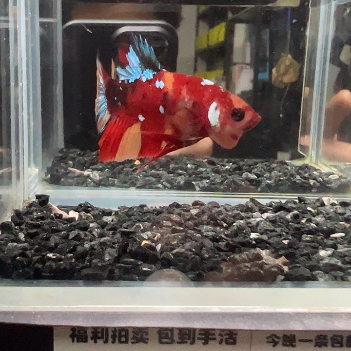 斗鱼跑单拉黑6日49