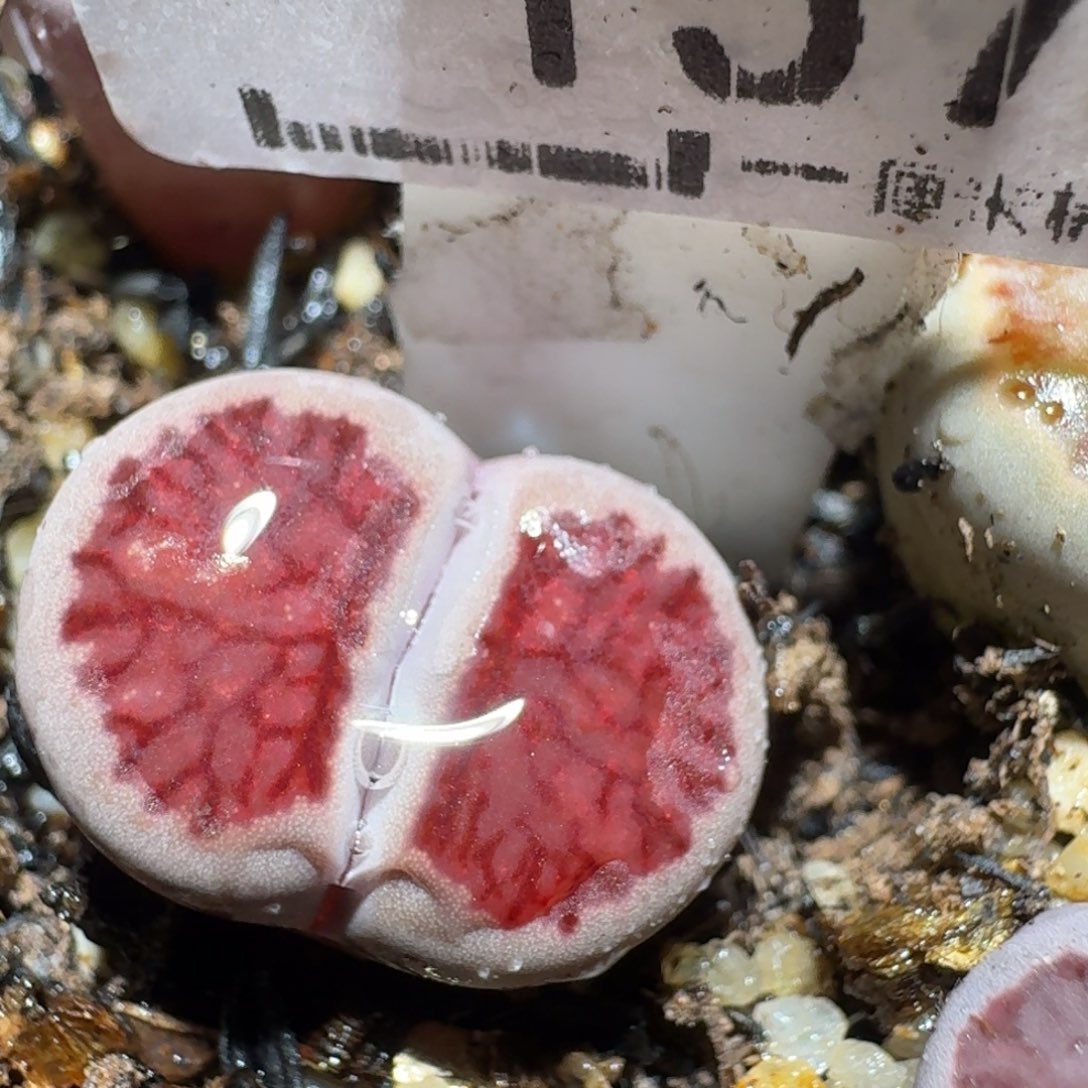 Zzz捡漏福利走起157紫菊