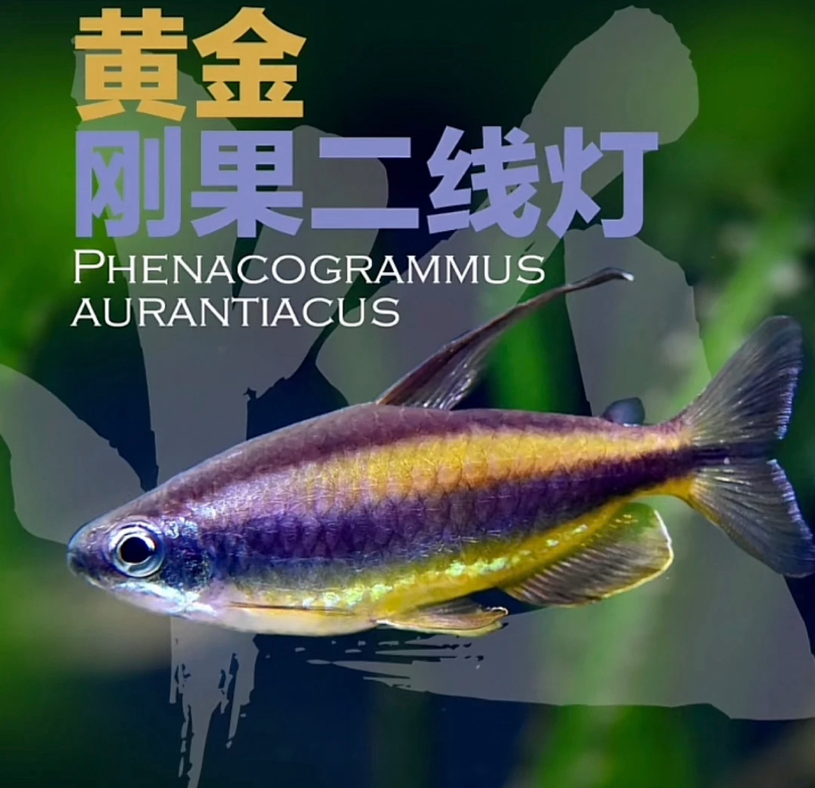 黄金刚果二线 观赏鱼（5条起）