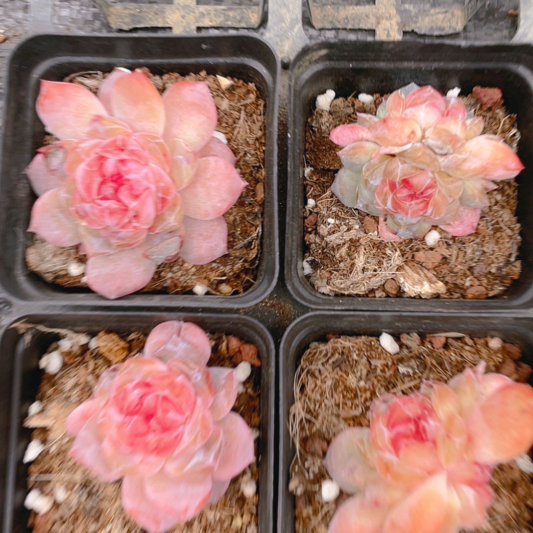 珍妮2号盆一个满25包邮