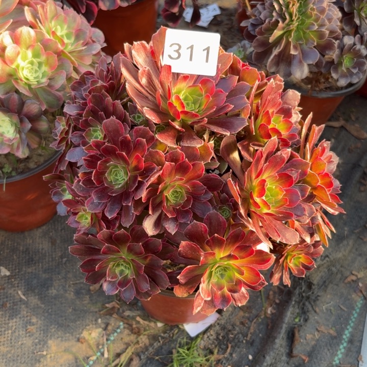 安娜多肉植物不包损311